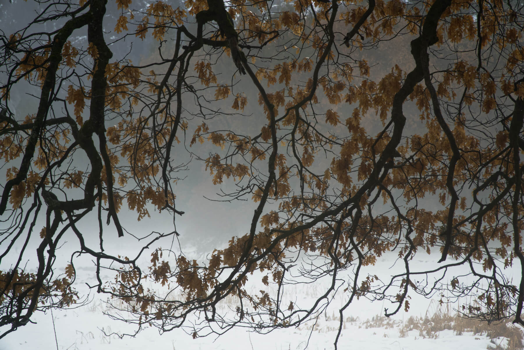 yosemitetree